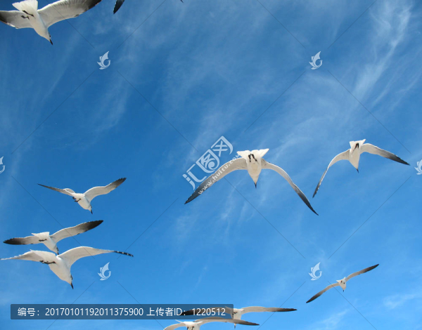海鷗