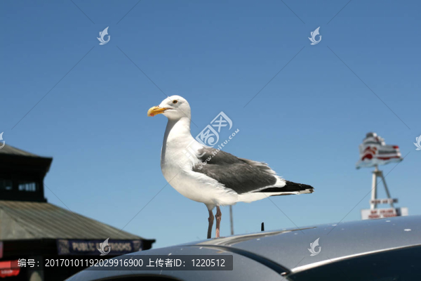 海鷗