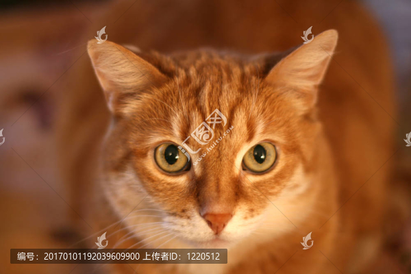 貓