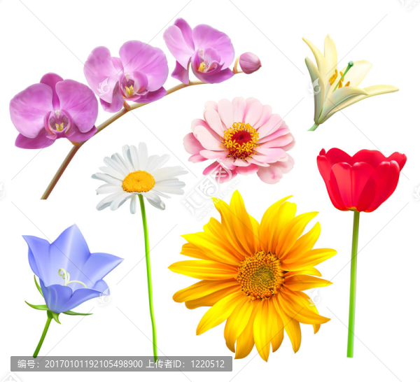 花朵集。蘭花；郁金香；百合花和菊花；菊花；