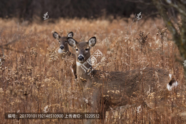 鹿/母鹿在林地中擺姿勢