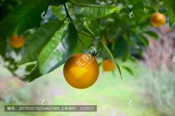 樹上成熟的藝術(shù)橘子