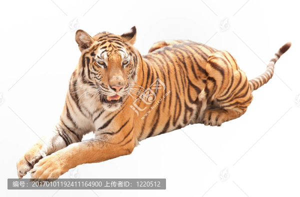 亞洲虎