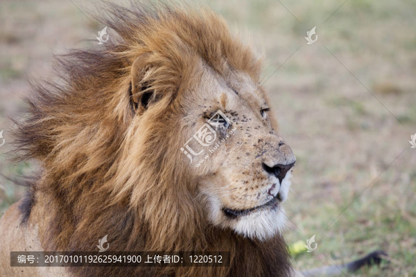 非洲獅（Panthera,leo）