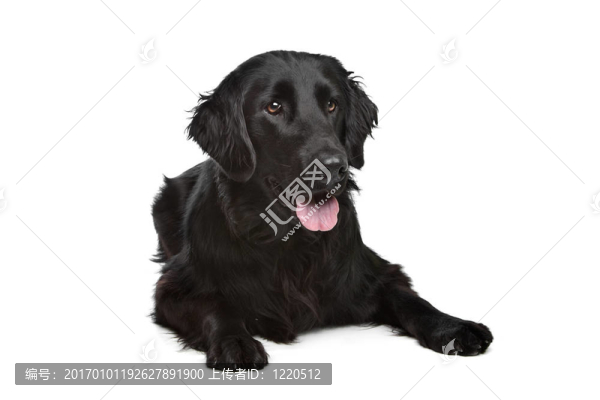 平毛尋回犬