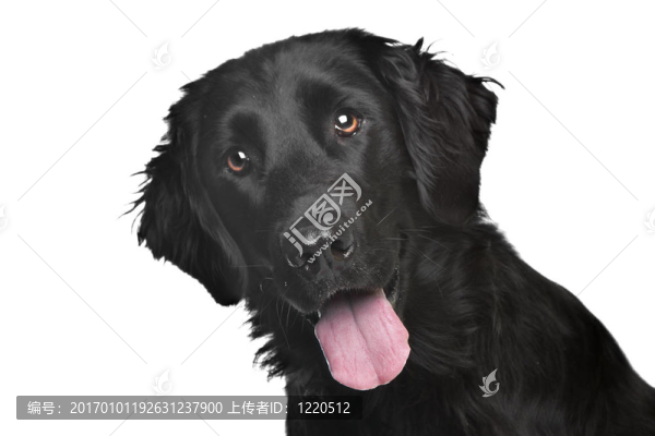 平毛尋回犬