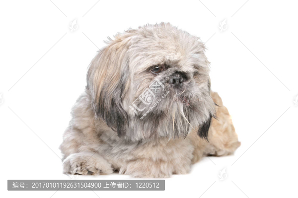 混合品種的狗