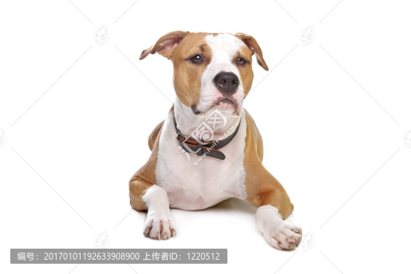 美國斯塔福德郡梗