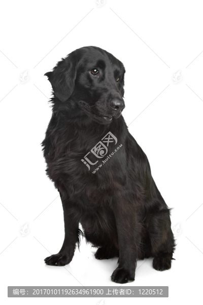 平毛尋回犬