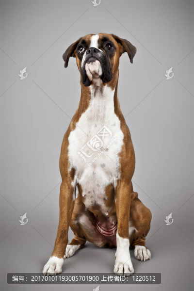 德國(guó)拳師犬