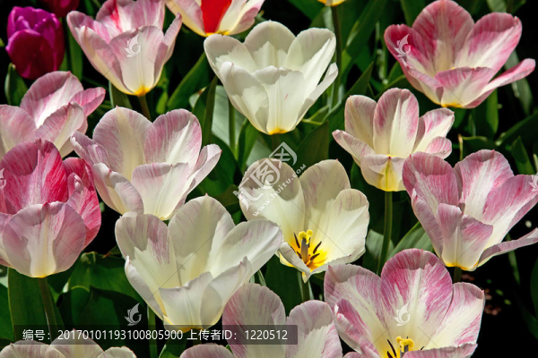 郁金香