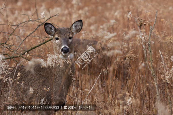 鹿/母鹿在林地中擺姿勢(shì)
