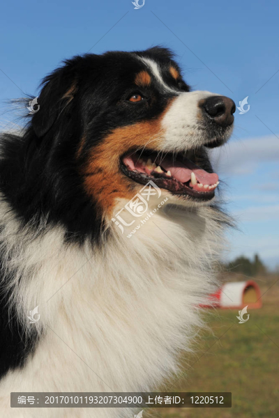 澳大利亞牧羊犬