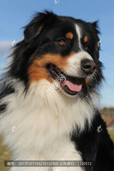 澳大利亞牧羊犬