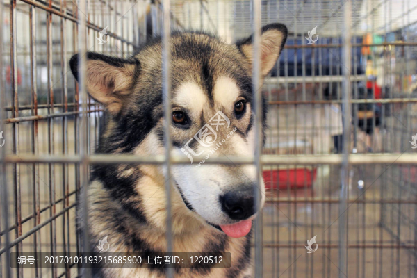 阿拉斯加雪橇犬在犬舍