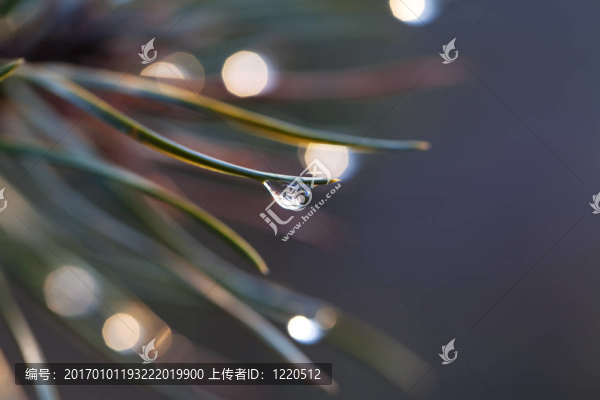 松針滴水