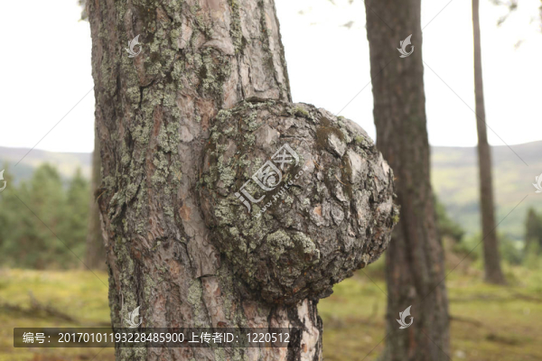 腫瘤在樹(shù)