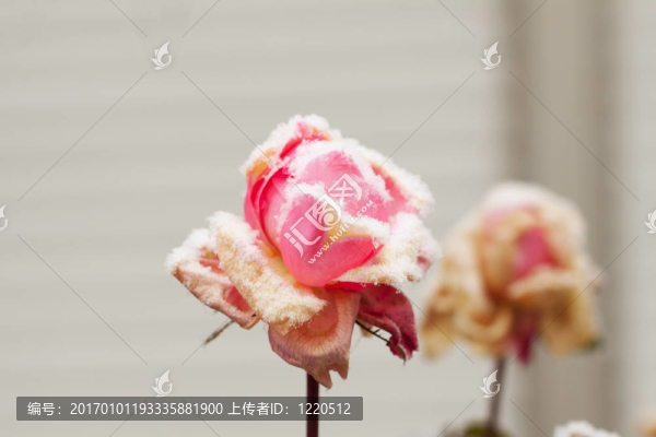 玫瑰雪