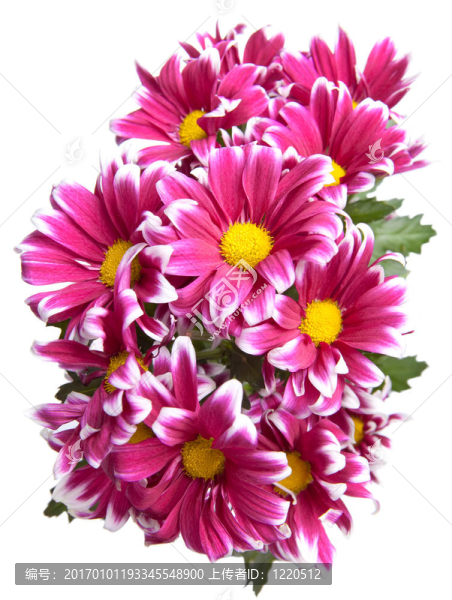 粉紅菊花