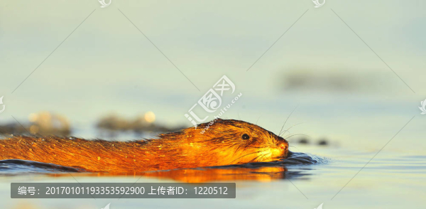 游泳麝鼠