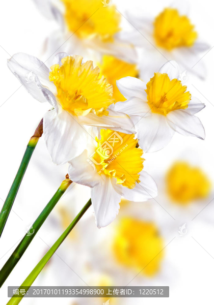 白水仙的花束