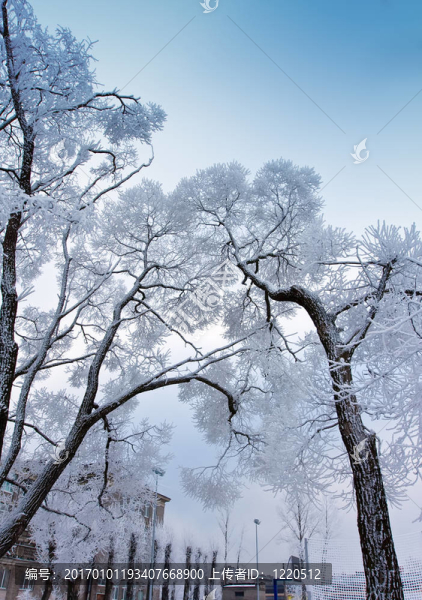 天空背景下的樹被雪覆蓋的樹枝