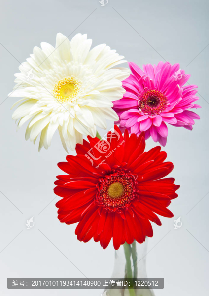 三朵鮮艷的花。非洲菊