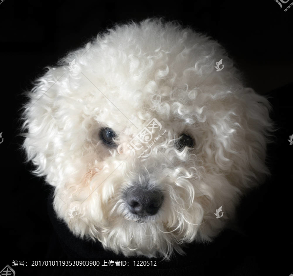 比熊犬