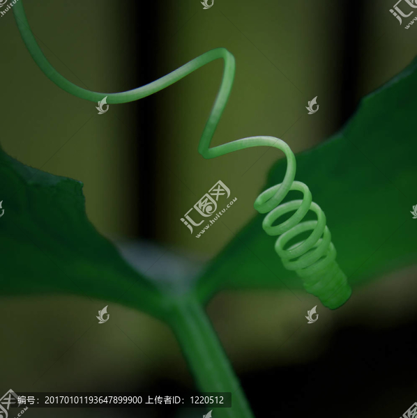 黃瓜蔓