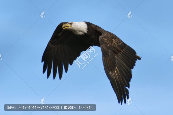 鷹在飛