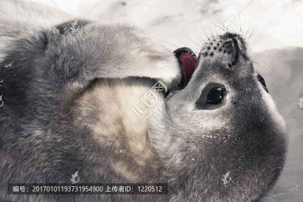 小海豹