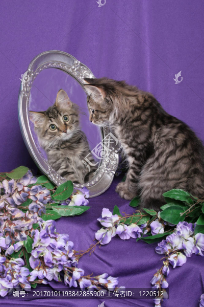 在和平號(hào)空間站反映虎女郎形象-匯圖網(wǎng) www.fosd68.com 在和平號(hào)空間站反映虎女郎形象