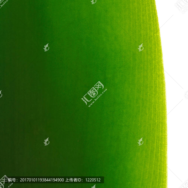 多汁的葉片結(jié)構(gòu)
