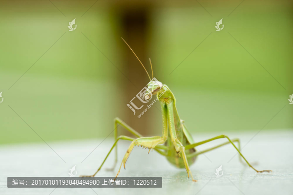 螳螂