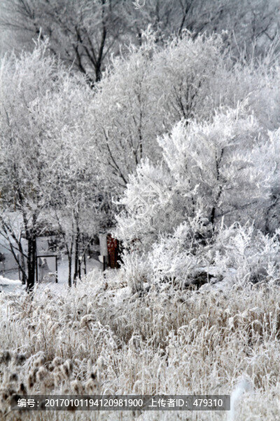 霧凇,冬天,雪景,玉樹瓊枝,冰