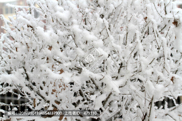 霧凇,冬天,雪景