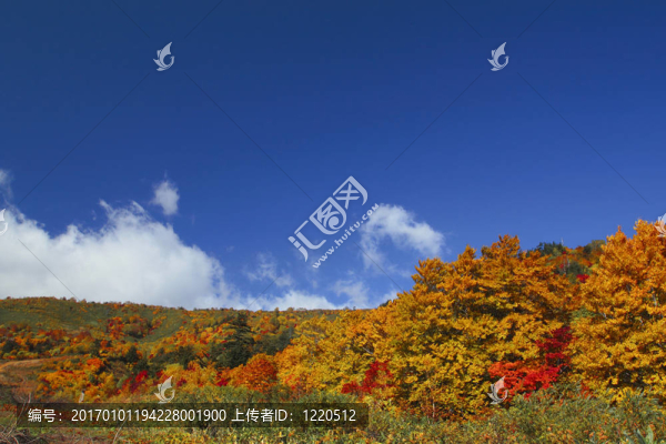 Hachimantai豐富多彩的樹葉