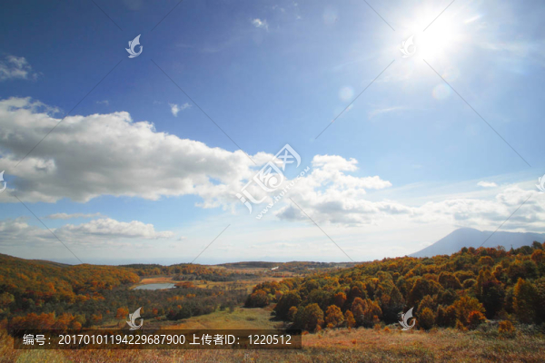 Hachimantai豐富多彩的樹葉