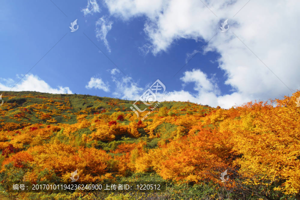 Hachimantai豐富多彩的樹葉