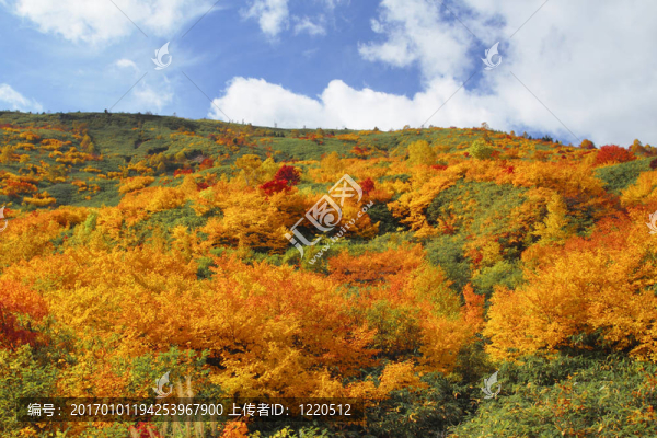 Hachimantai豐富多彩的樹(shù)葉