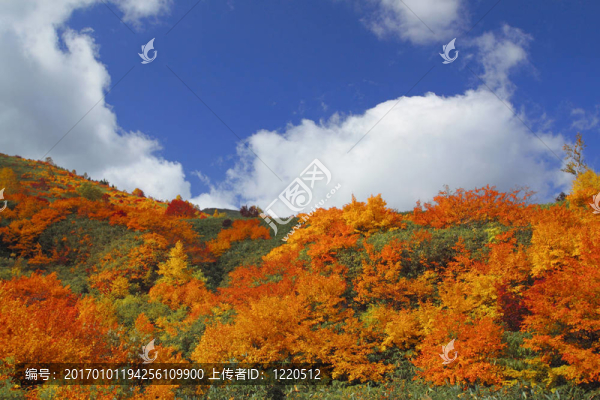 Hachimantai豐富多彩的樹葉