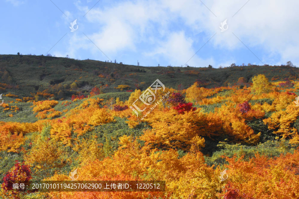 Hachimantai豐富多彩的樹葉