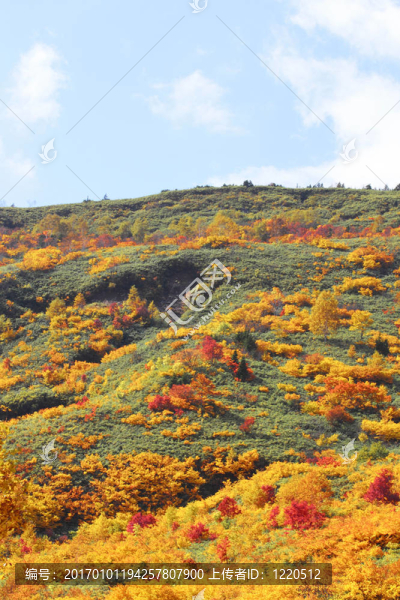 Hachimantai豐富多彩的樹葉