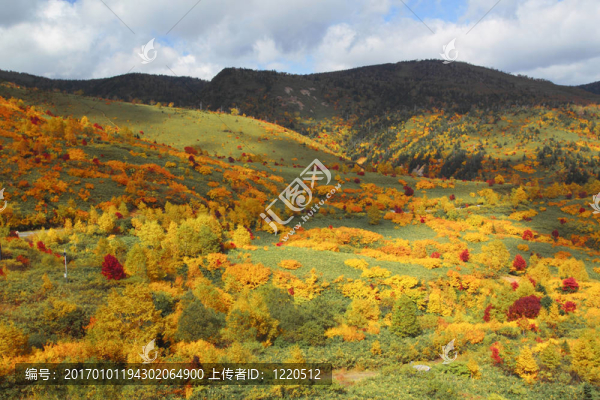 Hachimantai豐富多彩的樹葉