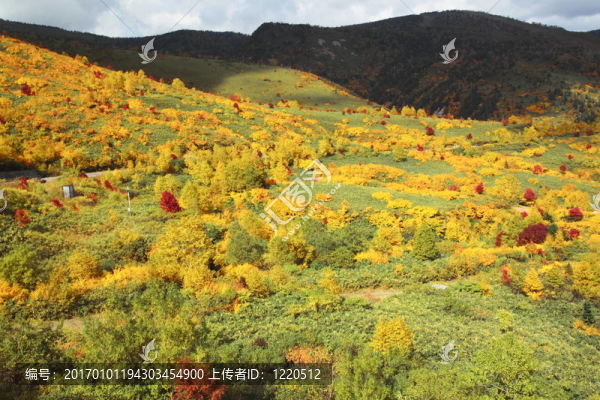 Hachimantai豐富多彩的樹(shù)葉