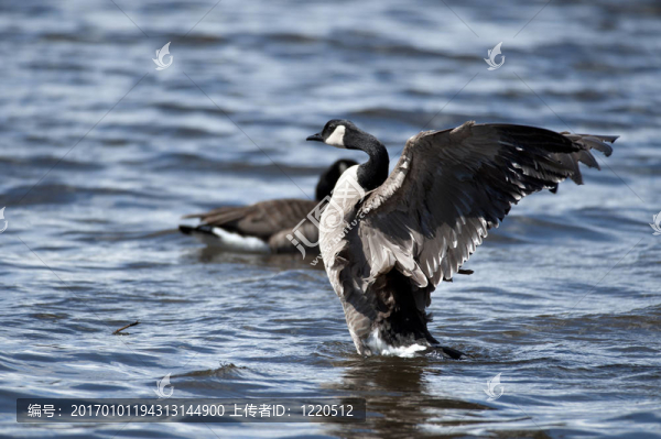 加拿大雁