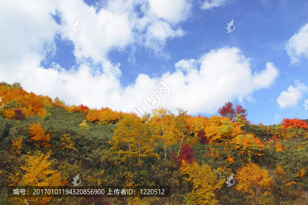 Hachimantai豐富多彩的樹葉