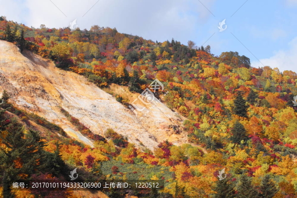 Hachimantai豐富多彩的樹葉