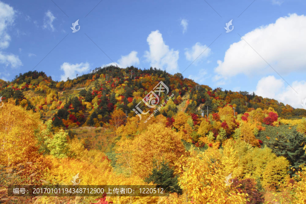 Hachimantai豐富多彩的樹(shù)葉