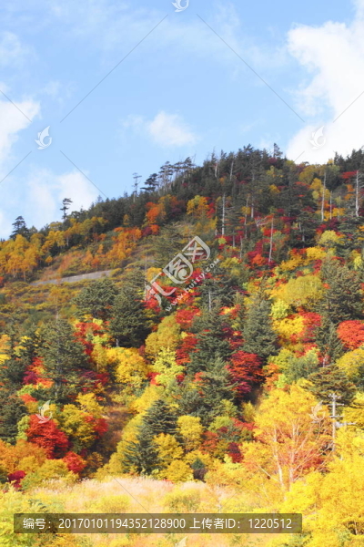 Hachimantai豐富多彩的樹葉